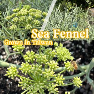 ZOZILO Sea Fennel (Crithmum maritimum) extract soap
