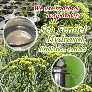 ZOZILO Sea Fennel (Crithmum maritimum) extract soap