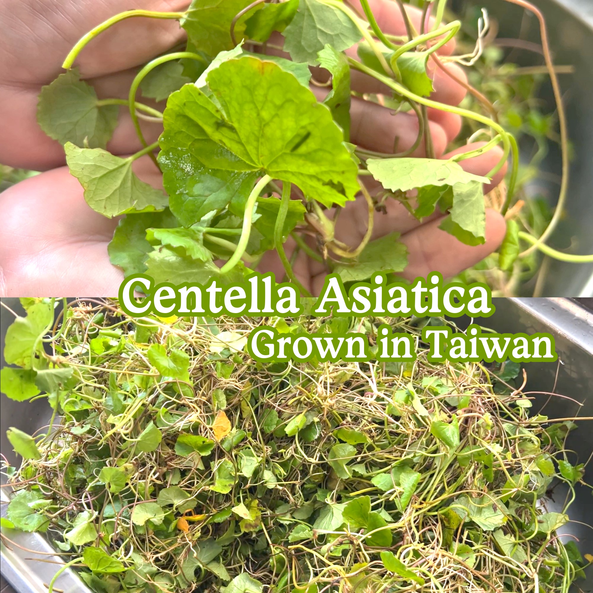 Artisan Soap Bar with Centella Asiatica Extract